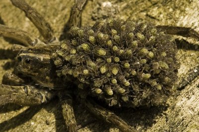 Wolf Spider with young