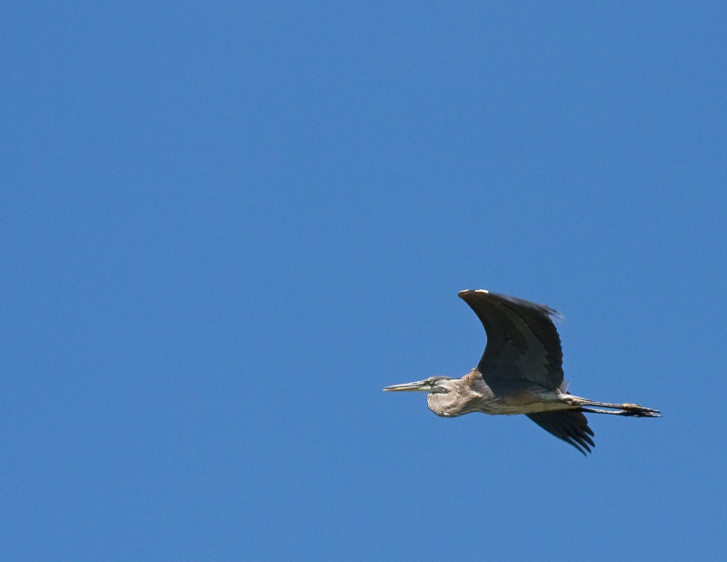 Great Blue Heron.jpg