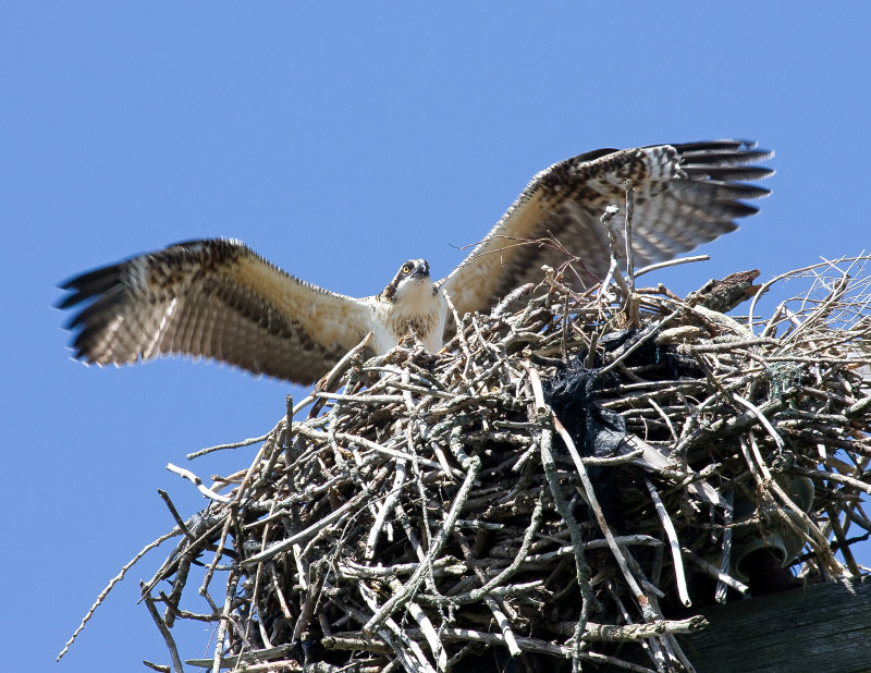 Osprey in nest.jpg