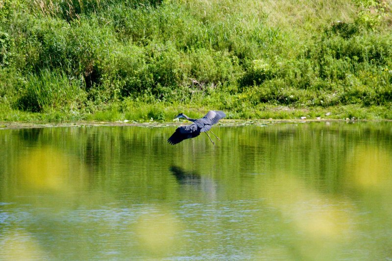 b Blue Heron about to land.jpg