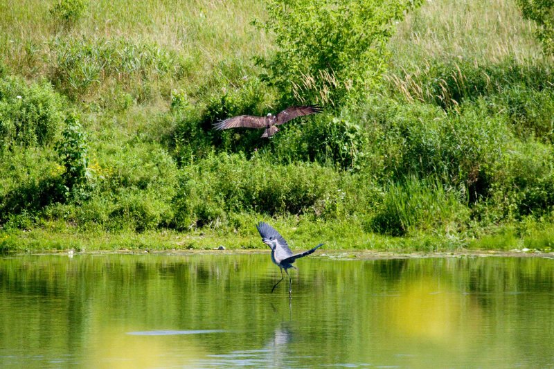 d Osprey zooms upwards.jpg