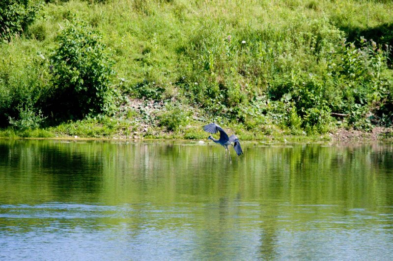 f Blue heron airborne.jpg