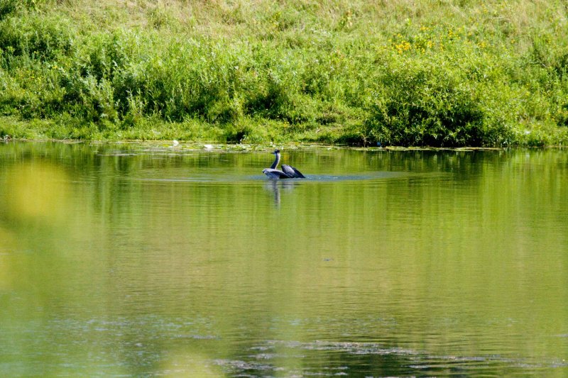 p Blue heron swivels to face new attack.jpg