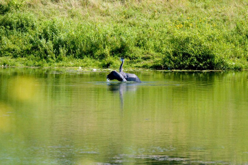 s Heron clearly upset.jpg