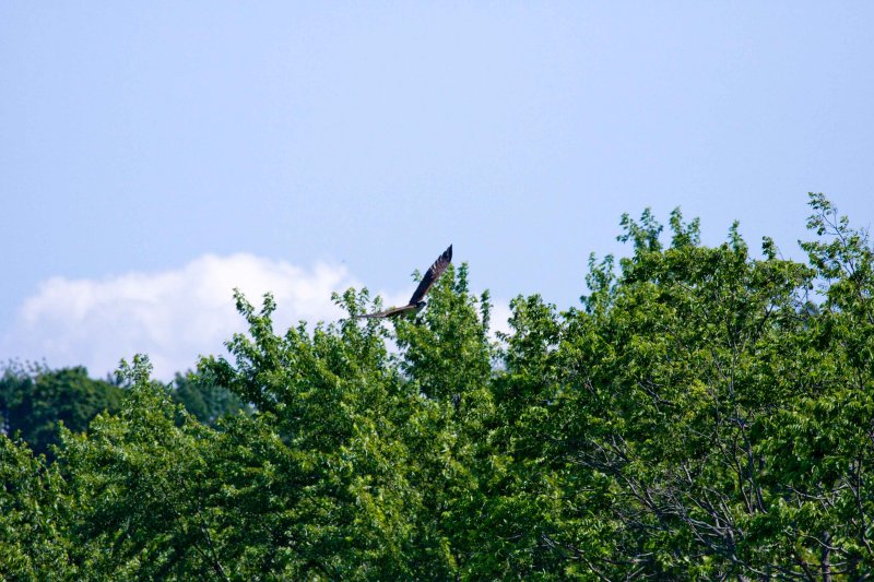 z9 Osprey starts its turn at treetop level.jpg