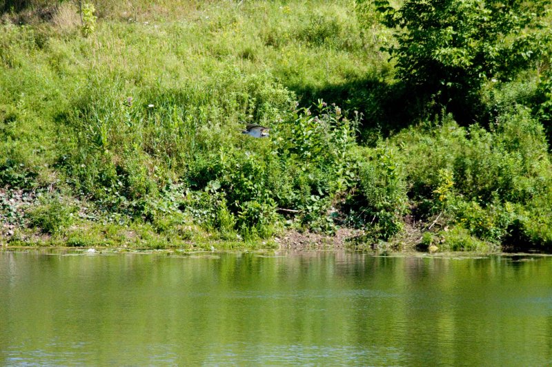 z14 Osprey has heron lined up again.jpg
