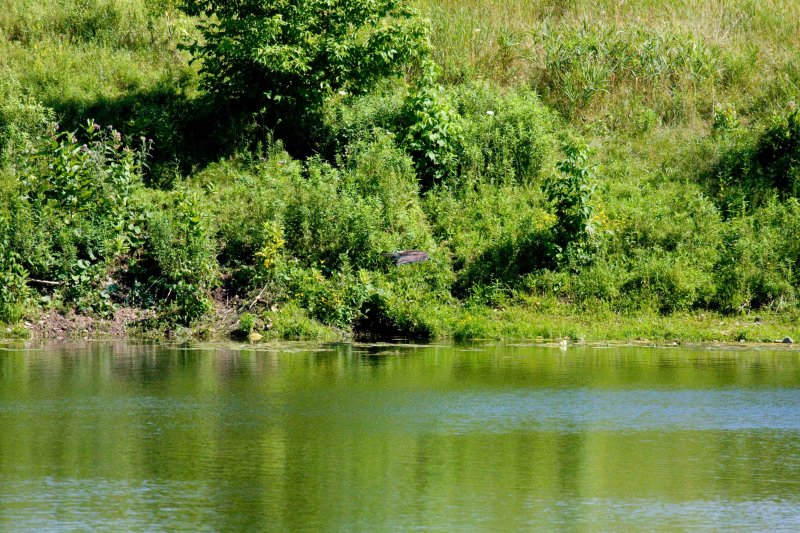 z15 Osprey zeroing in on heron.jpg