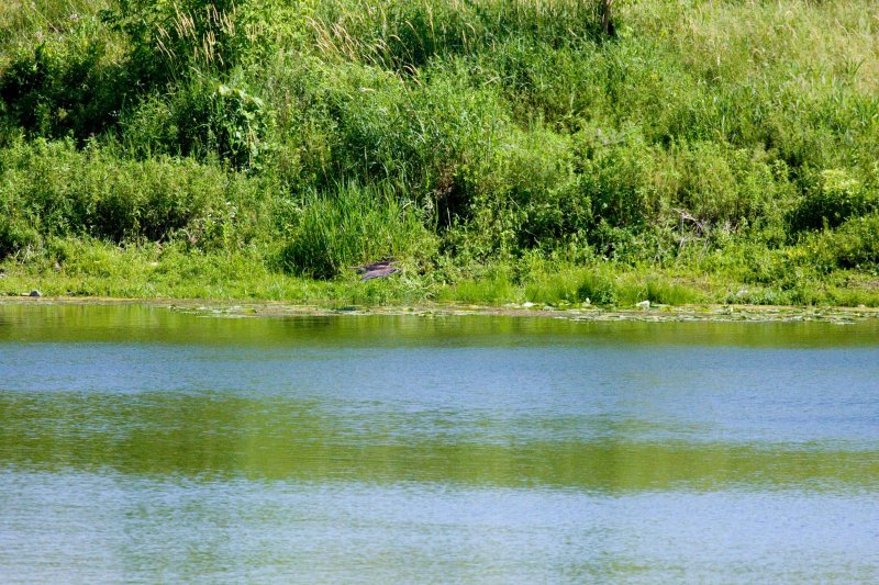z16 Osprey about to smash into heron.jpg