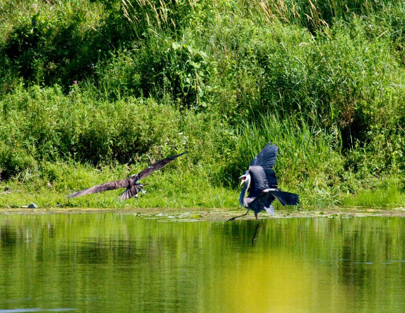 cropped IMG_0799.jpg