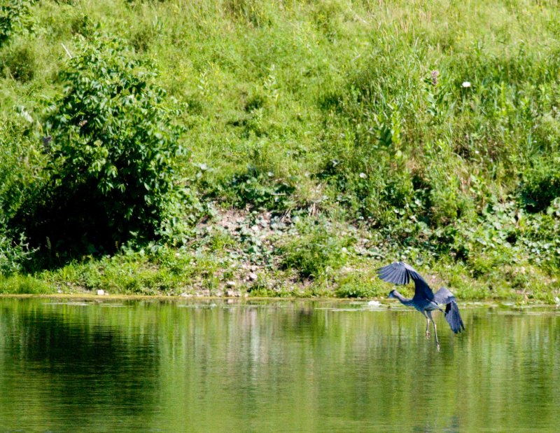 cropped IMG_0802.jpg