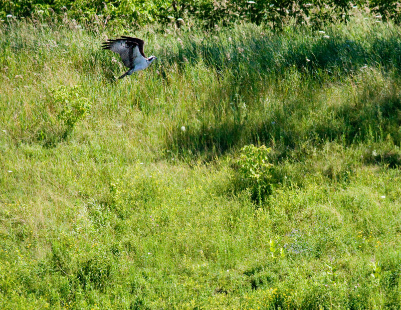 cropped IMG_0810.jpg