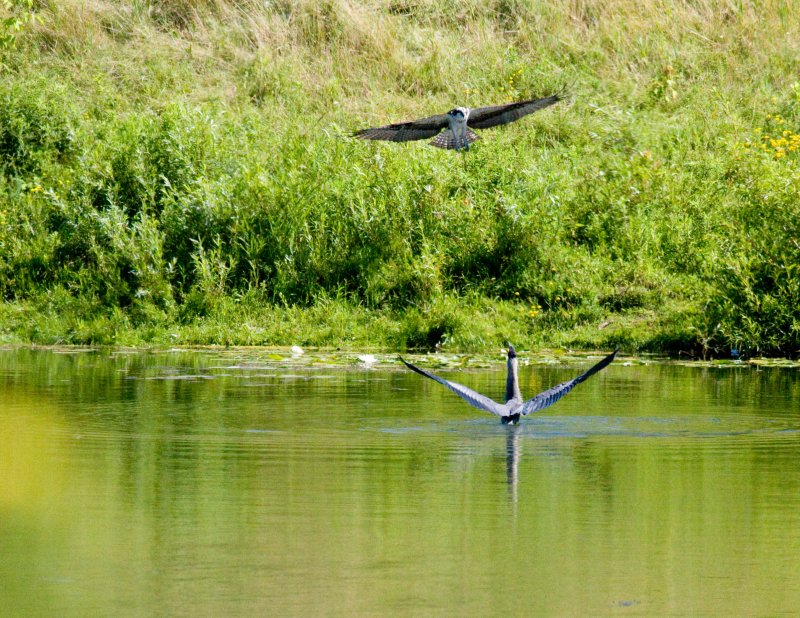 cropped IMG_0820.jpg