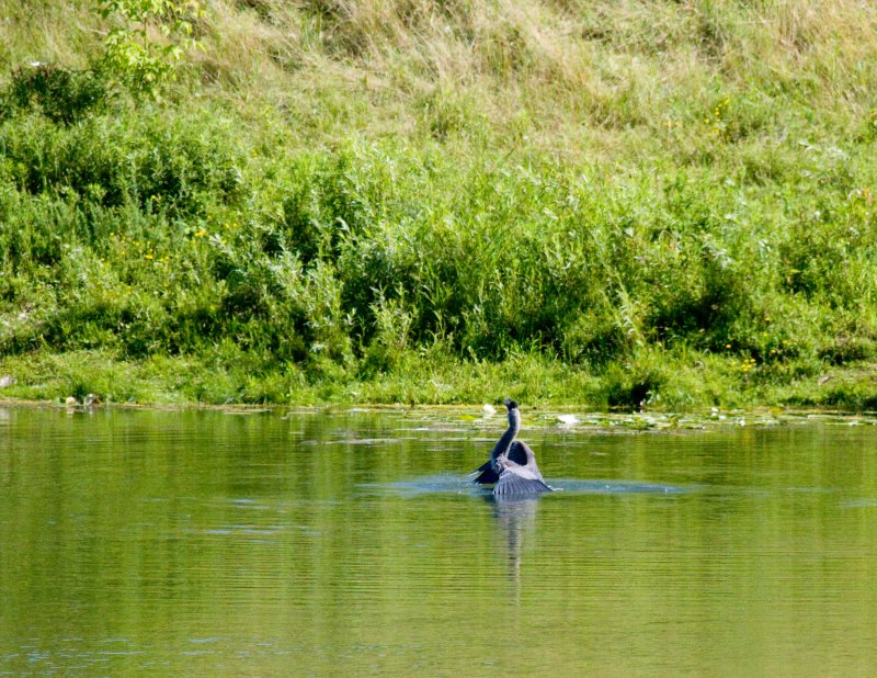 cropped IMG_0829.jpg