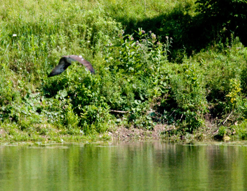 cropped IMG_0832.jpg
