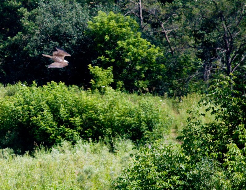 cropped IMG_0854.jpg