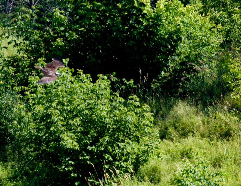 cropped IMG_0855.jpg