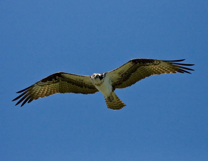 IMG_0779 cropped.jpg