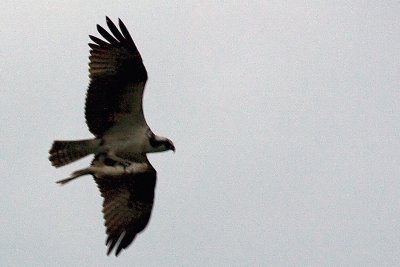 Osprey with catch cropped.jpg