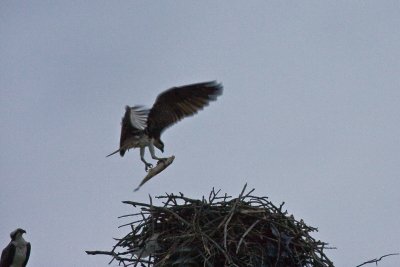 Osprey landing with breakfast.jpg