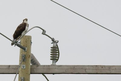 Osprey sitting cropped.jpg