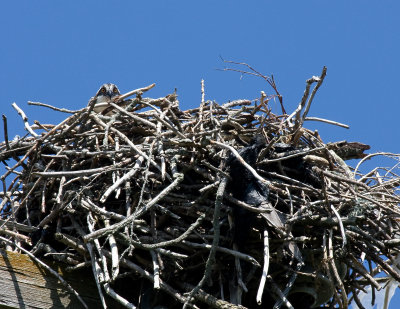 Baby osprey peering down.jpg