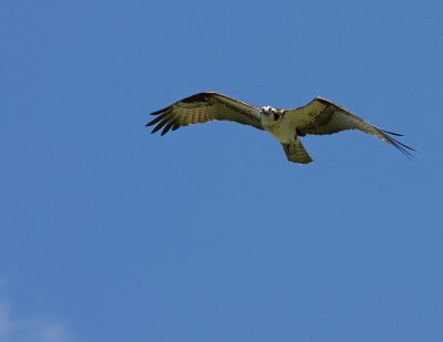 Osprey hovering 2.jpg
