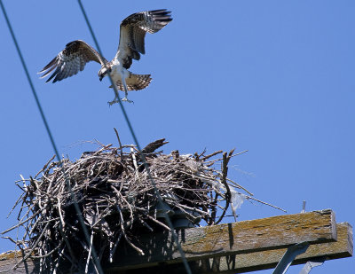 Osprey landing on nest.jpg
