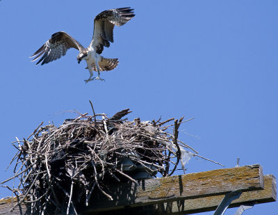 Osprey landing on nest fixed.jpg