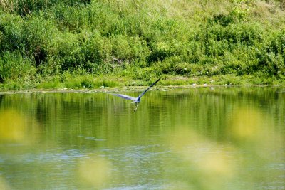 a Blue heron selecting landing spot.jpg