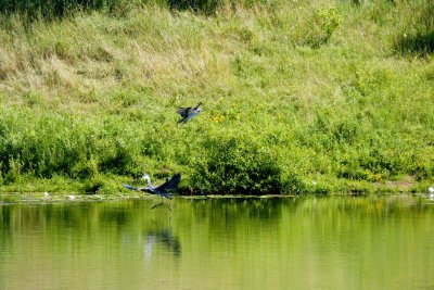 j Blue heron ducks attack.jpg