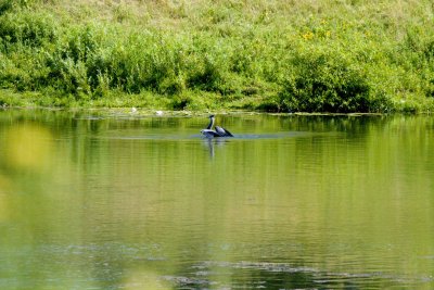 p Blue heron swivels to face new attack.jpg