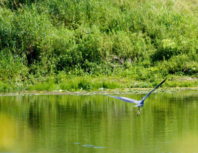 osprey_attack_cropped