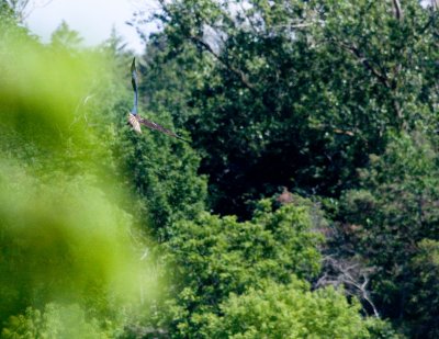 cropped IMG_0807.jpg