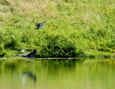 cropped IMG_0809.jpg