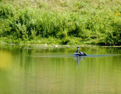 cropped IMG_0816.jpg