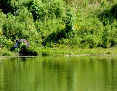 cropped IMG_0833.jpg