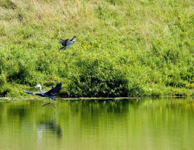 cropped IMG_0809.jpg