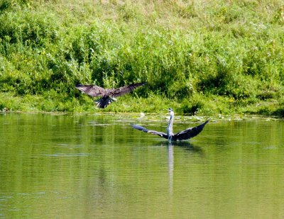 cropped IMG_0827.jpg