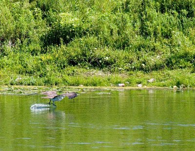 cropped IMG_0836.jpg