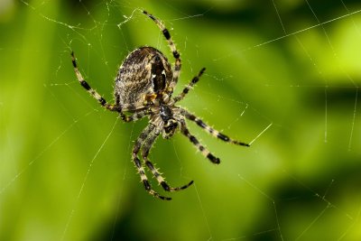 macro_photography