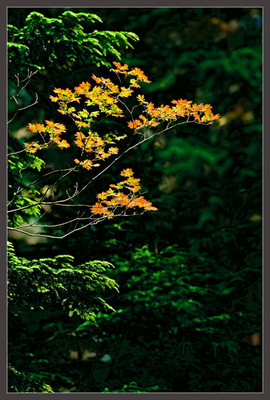 An Early Fall?