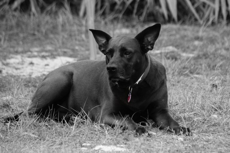 her rabies tag is red and silver and in full color it matches her collar