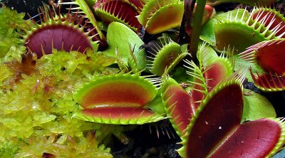 US Botanic Garden, Venus Flytrap