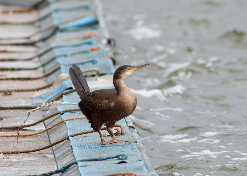 Shag