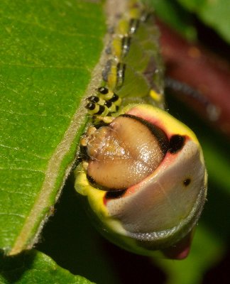 Puss Moth caterpillar