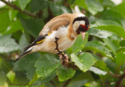 Goldfinch