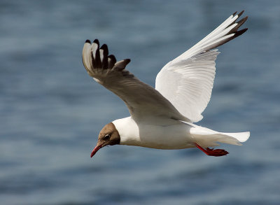 Black-headed Gull