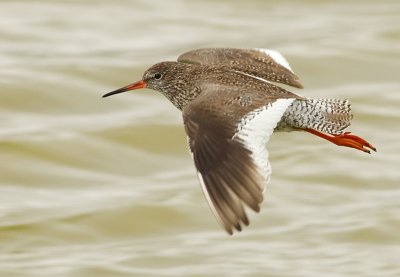 Redshank