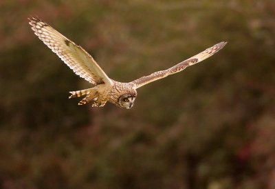 Short-eared Owl