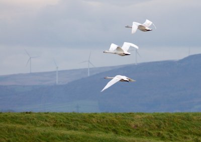 Whooper Swans